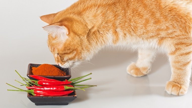 10 Foods And Supplements That May Help Cats With Arthritis ...