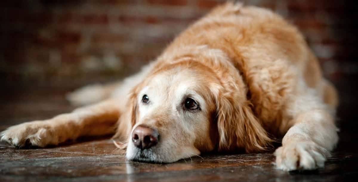 10 Signs Your Dog Has Arthritis