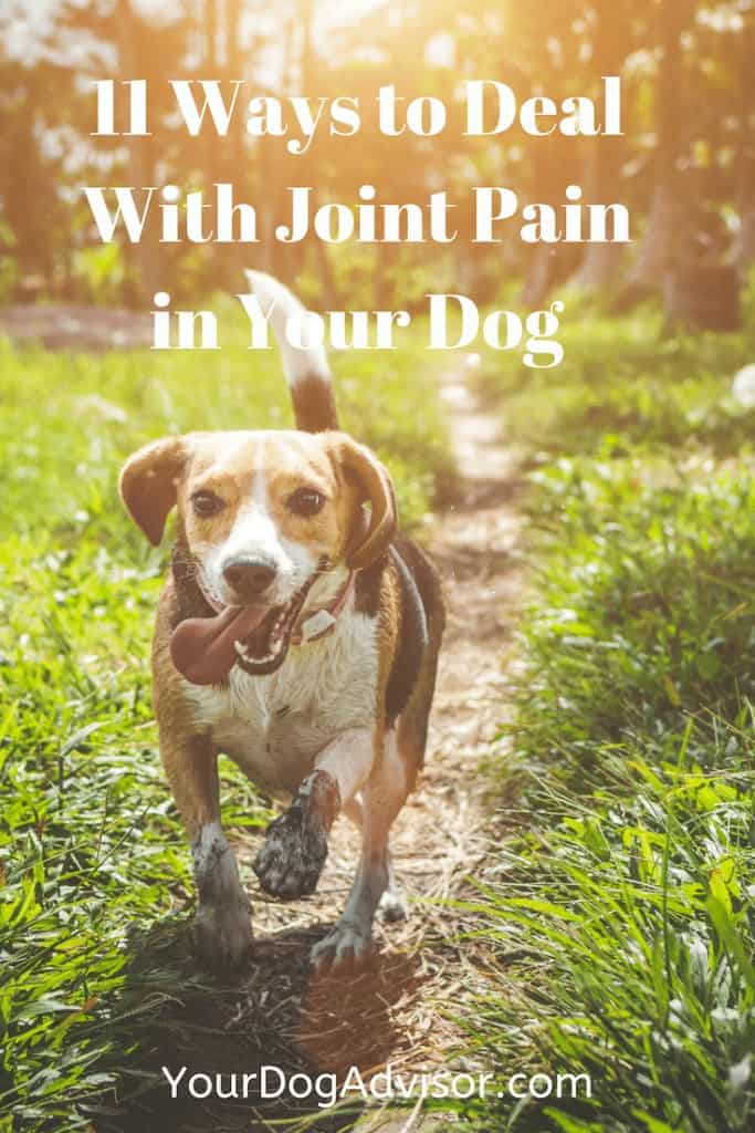 11 Ways to Deal With Joint Pain in Your Dog