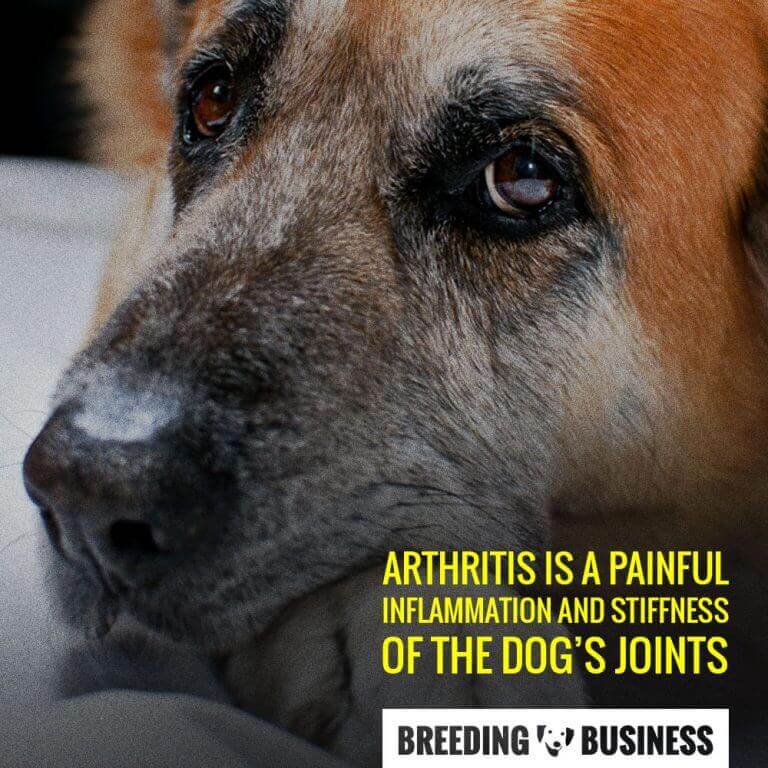 5 Best Dog Arthritis Supplements  MSM, Glucosamine or Homeopathy?