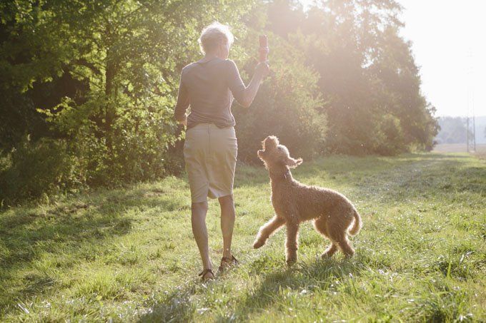 5 Easy, Natural Ways To Ease Your Dogs Arthritis ...
