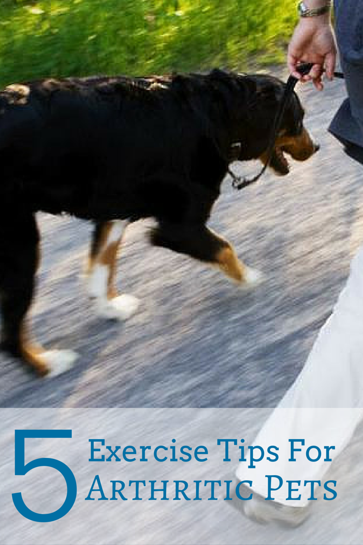 5 Exercise Tips for Arthritic Pets