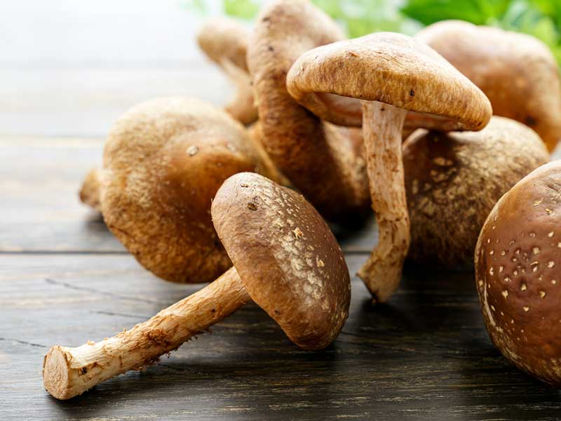 Are mushrooms good for dogs? With some exceptions, the ...