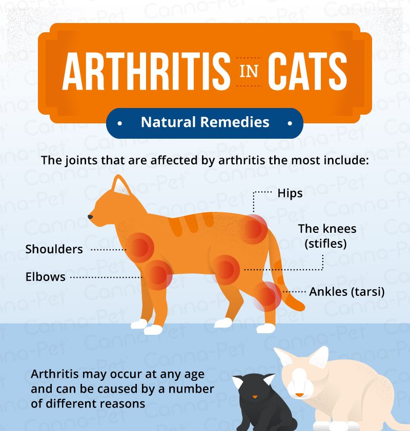 Arthritis in Cats &  Natural Remedies