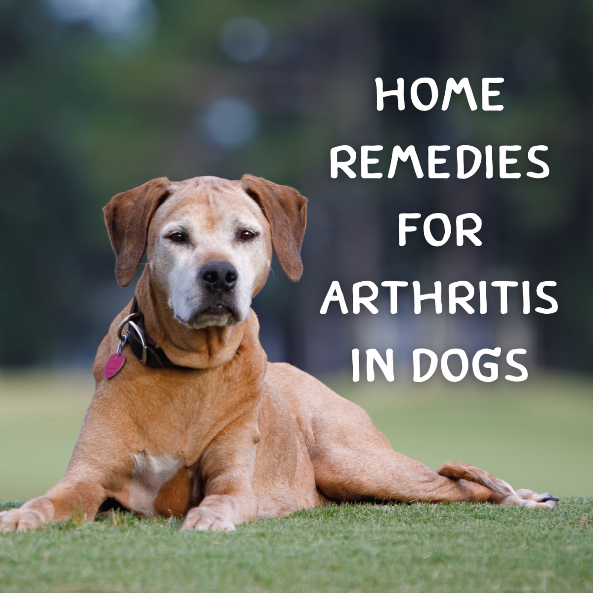 Arthritis in Dogs: Natural Home Remedies for Joint Pain