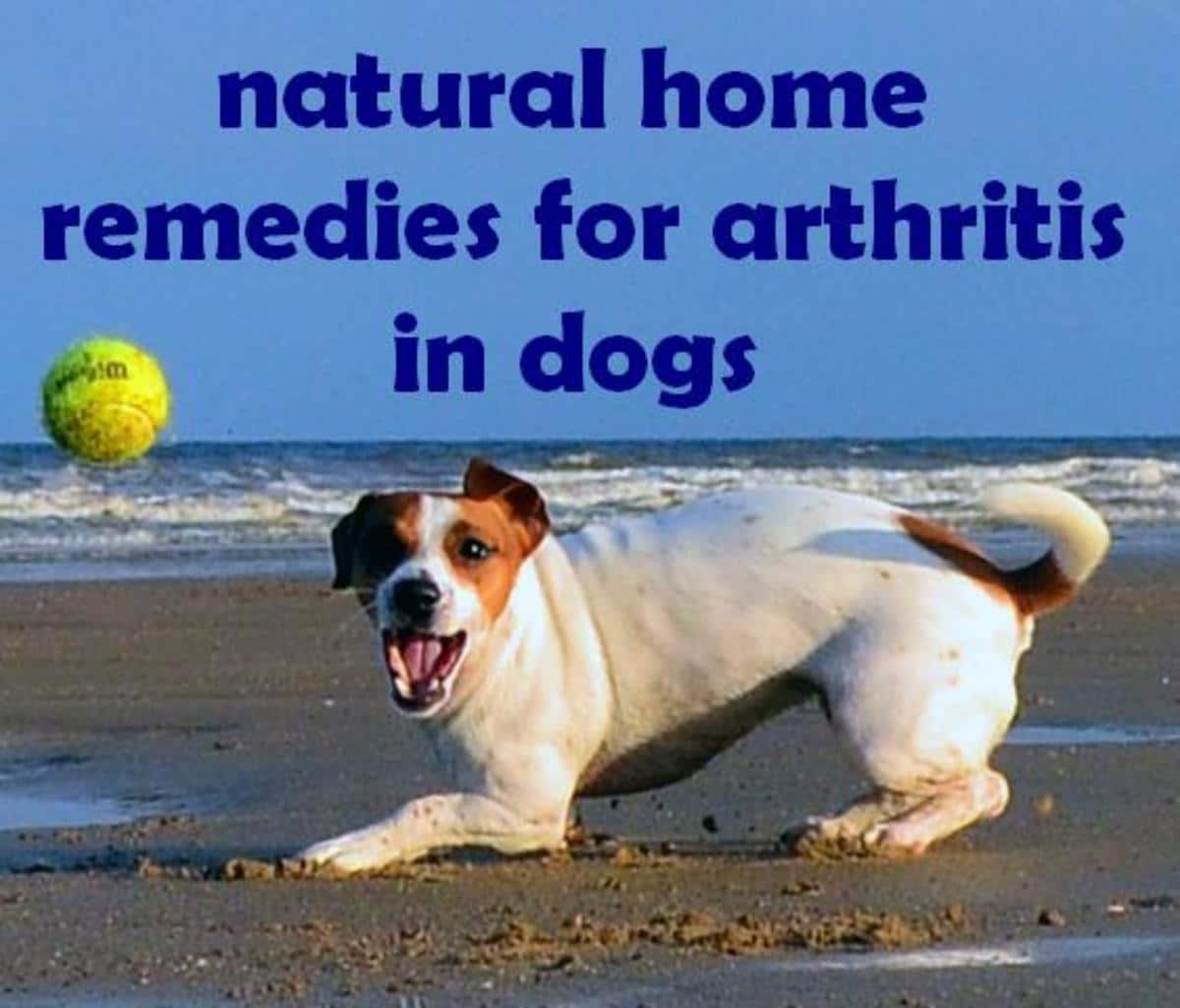 Arthritis in Dogs: Treatment, Natural Home Remedies, and Symptoms ...