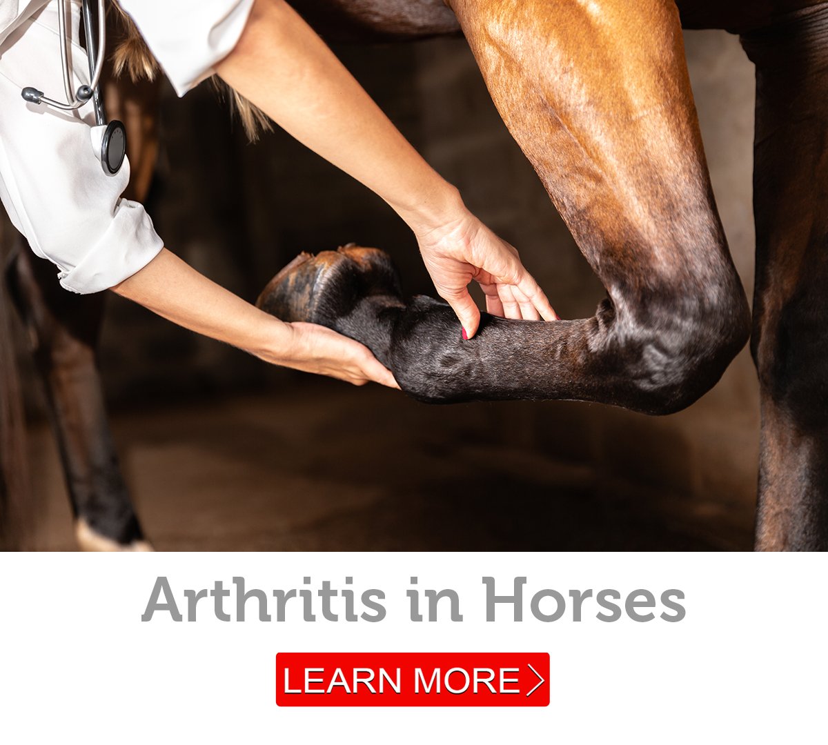 Arthritis in horses: Symptoms, diagnosis and treatment ...