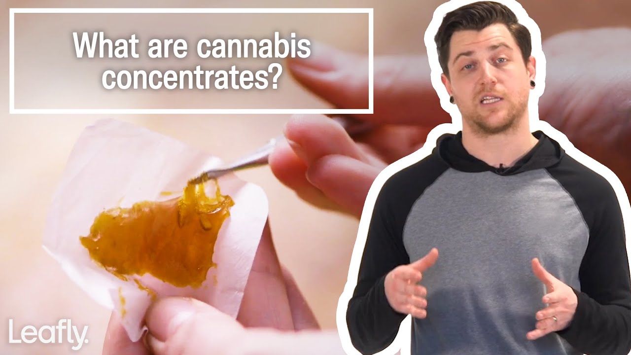 Cannabis Concentrates Explained