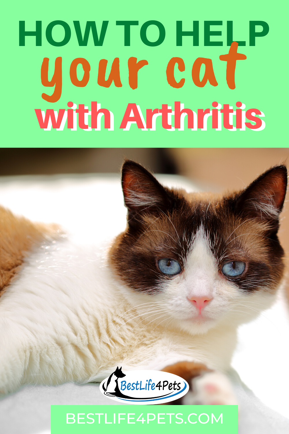 Cat Arthritis: How to Read the Signs in 2020