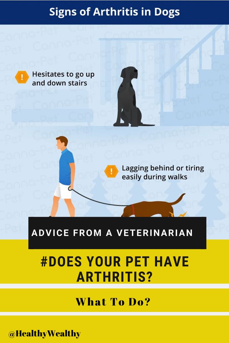 Does Your Pet Have Arthritis?