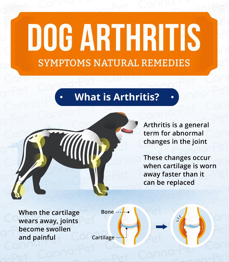 Dog Arthritis Symptoms &  Natural Remedies