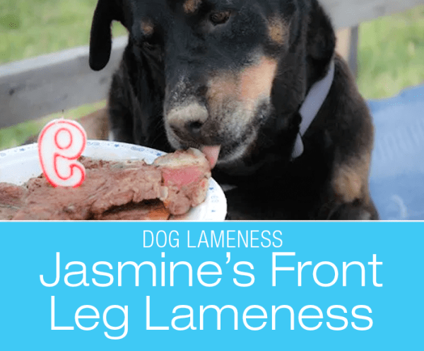 Dog Front Leg Lameness: What Is Bothering Jasmine