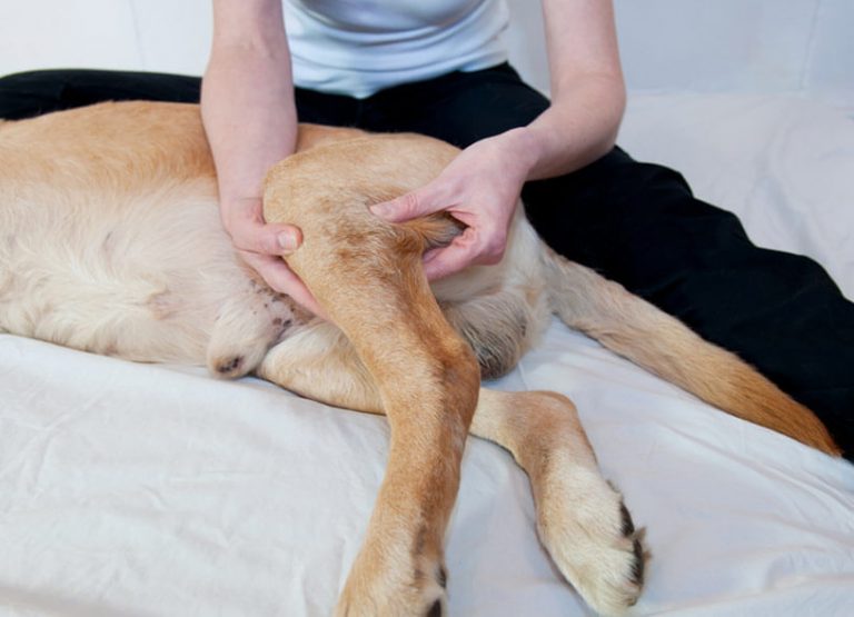 Dog Limping Back Leg After Laying Down: Causes and Treatment