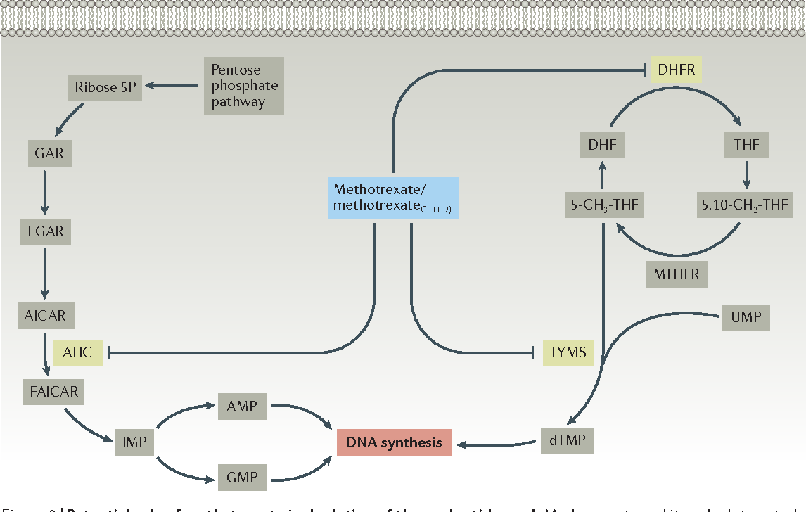Figure 3 from Mechanism of action of methotrexate in rheumatoid ...