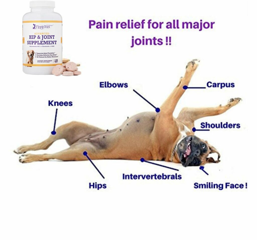 GLUCOSAMINE for Dogs 800mg Hip and Joint Supplement with MSM ...