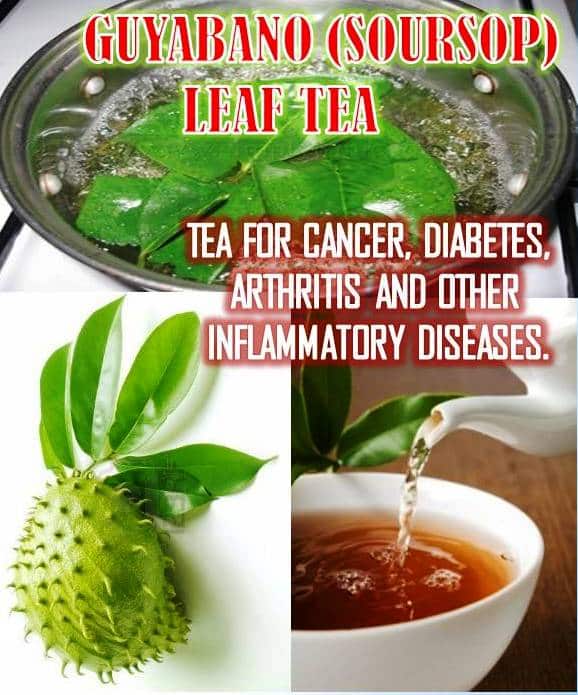 HEALTHY FOODS &  HERBAL MEDICINES: GUYABANO (SOURSOP) TEA FOR CANCER ...