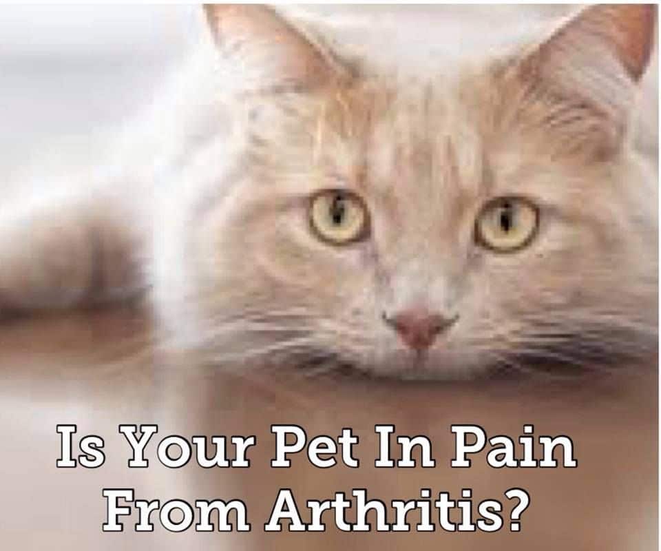Home Remedies For Dogs And Cats With Arthritis