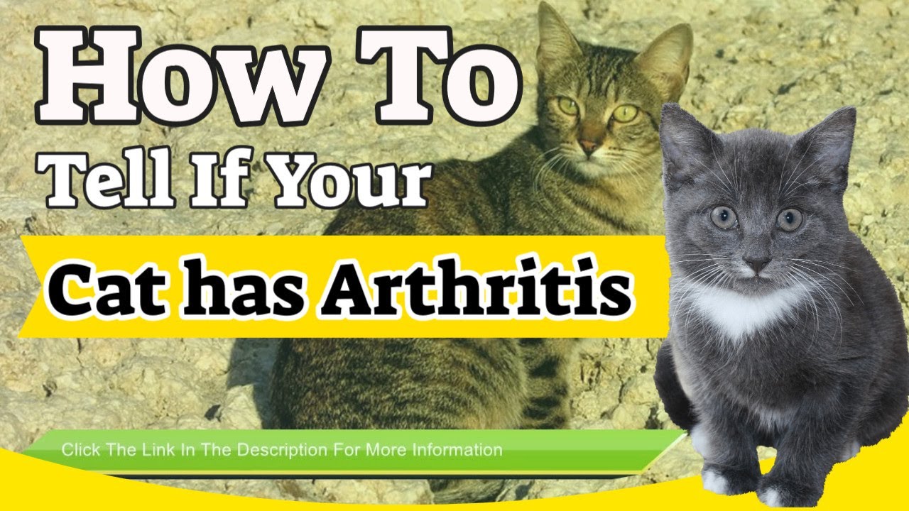 How Can You Tell If Your Cat Has Arthritis