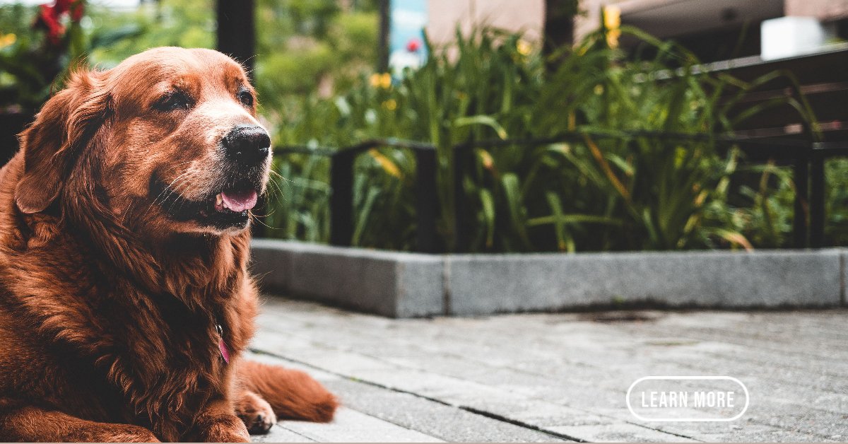How Can You Tell Your Dog Has Arthritis? â¢ PETPlus Nutrition