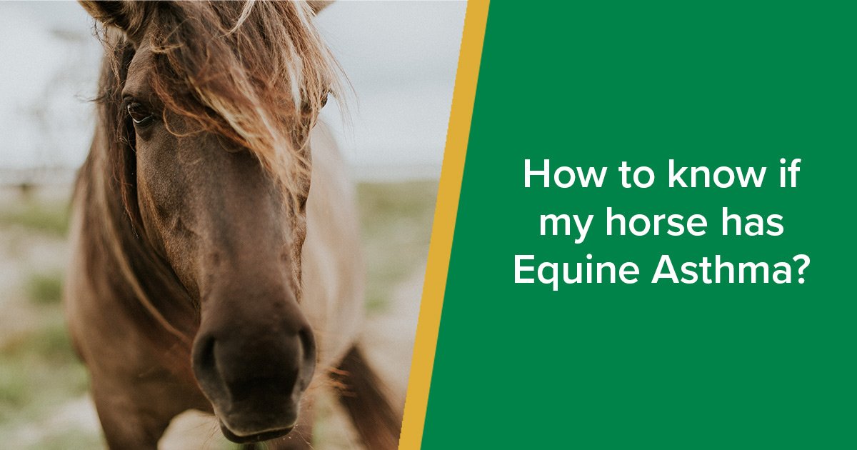 How to know if my horse has Equine Asthma?