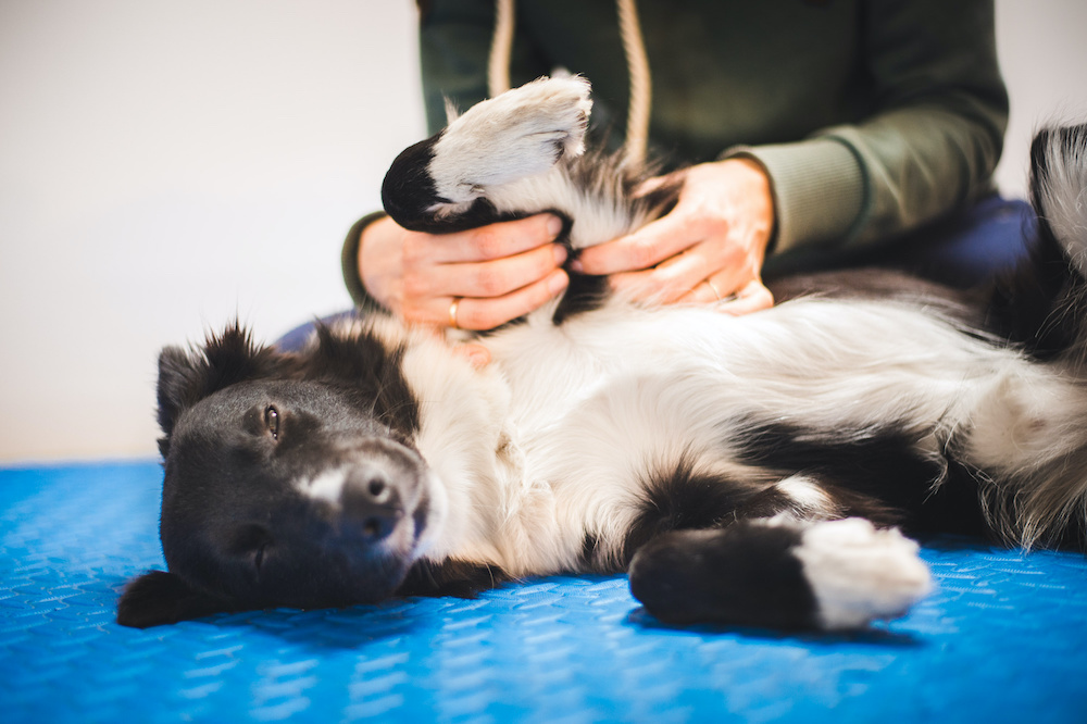 How To Massage a Dog With Arthritis for Pain Relief