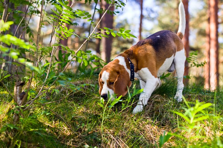 More Rain Means More Leptospirosis. Is Your Dog Protected?
