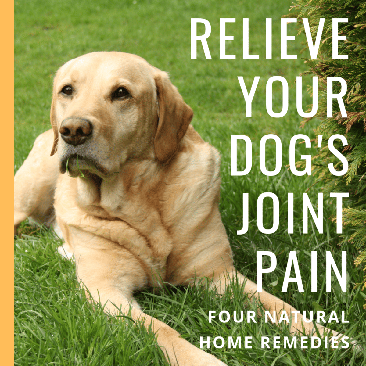 Natural Remedies and Relief for Dogs With Arthritis, Joint Pain, Hip ...