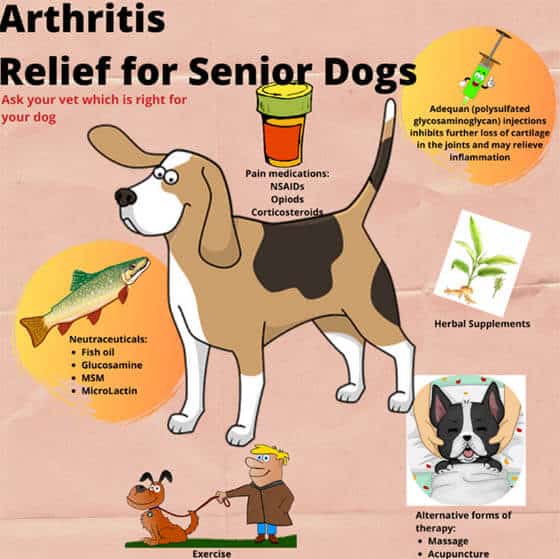 Older Dogs Health Care Guide  Arthritis, IVD, Blindness, Deafness ...