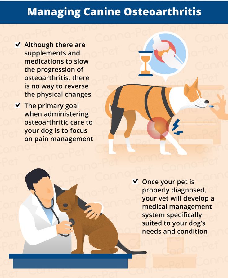Osteoarthritis in Dogs: Causes, Symptoms &  Management