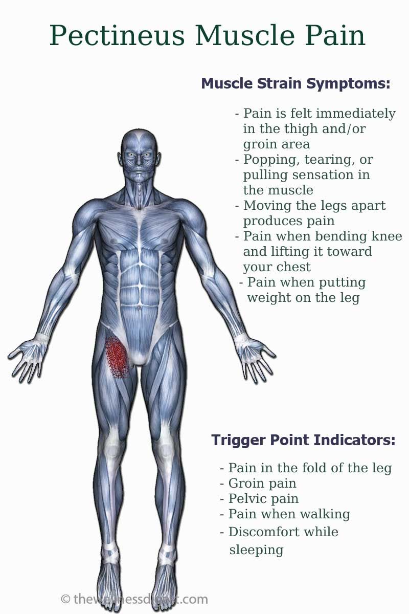 Pin on Upper Leg Muscles