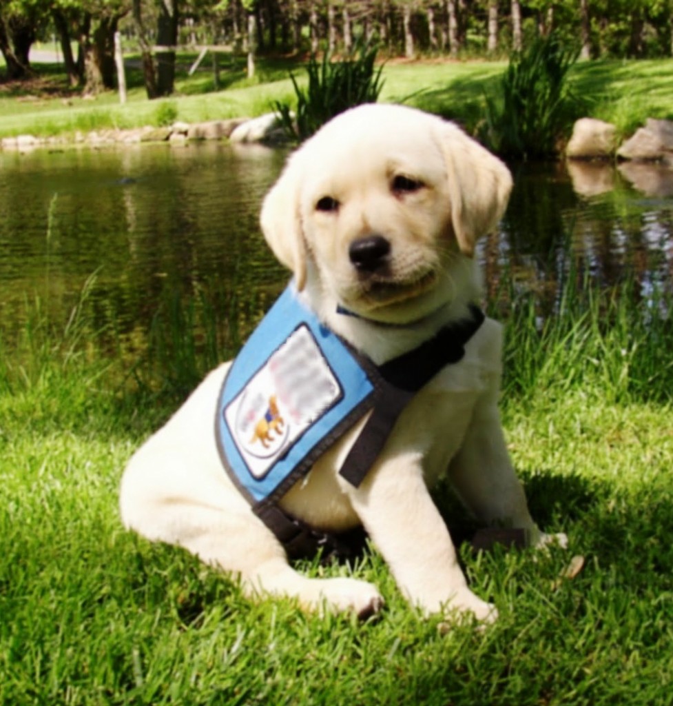 Puppies who Become Service Dogs