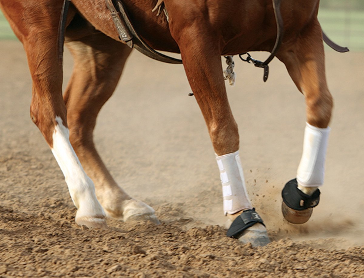Q& A: Your Horses Arthritis