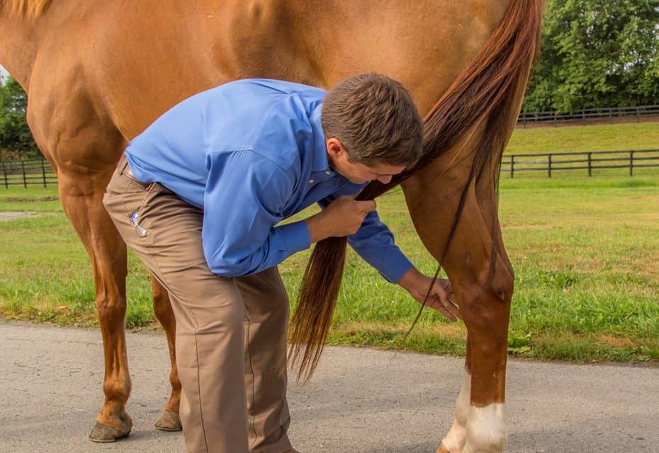 Researchers Study Method to Detect Equine Arthritis Early ...