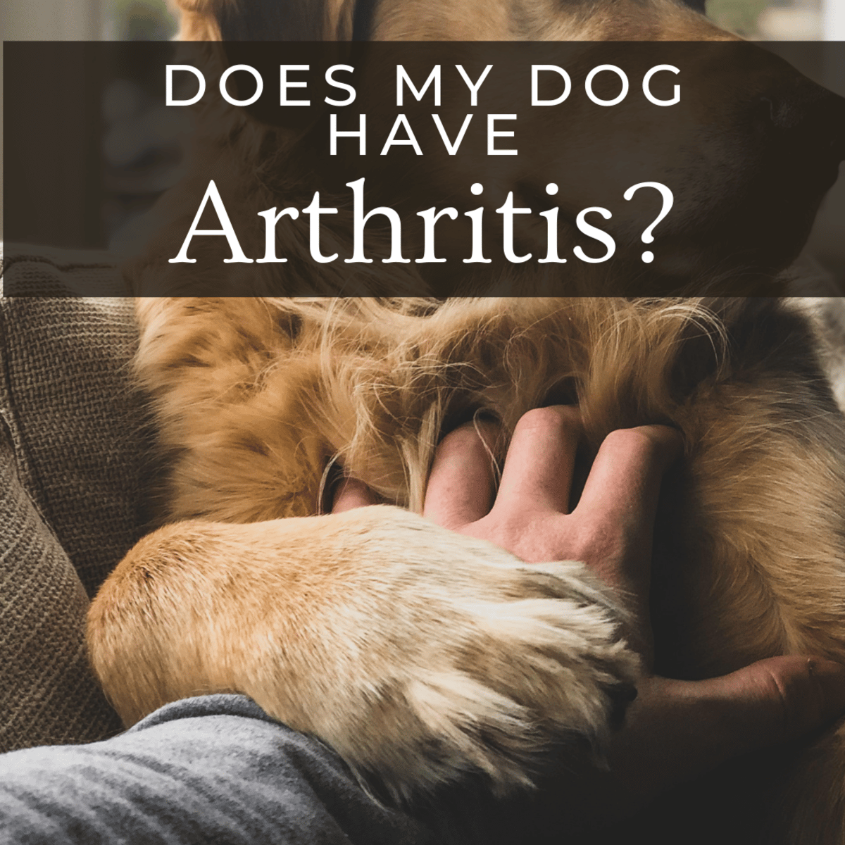 Signs of Arthritis in Dogs