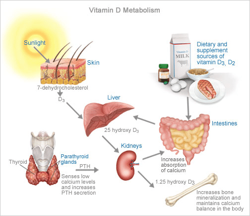 Vitamin D, although technically not a vitamin, is a pro