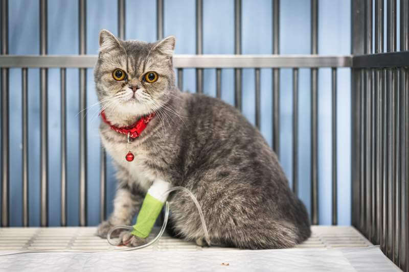 What can I give my cat for arthritis pain?