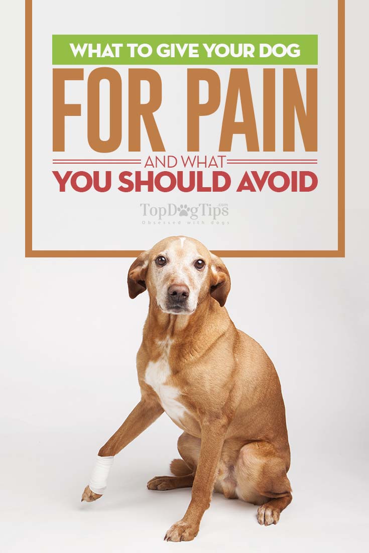 What Can I Give My Dog For Pain and What To Avoid?
