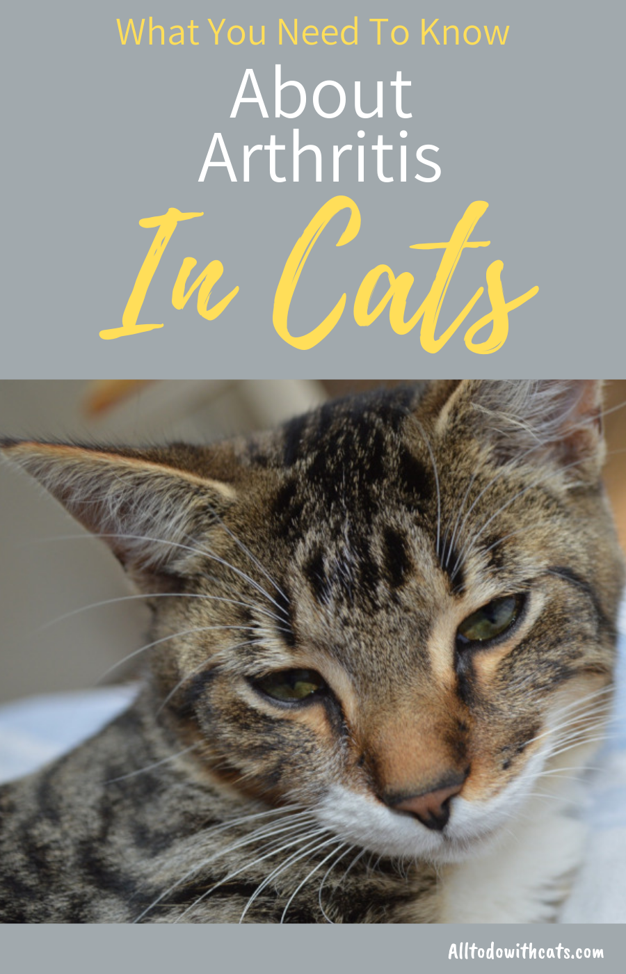 What Is Arthritis In Cats? (What You Need To Know)