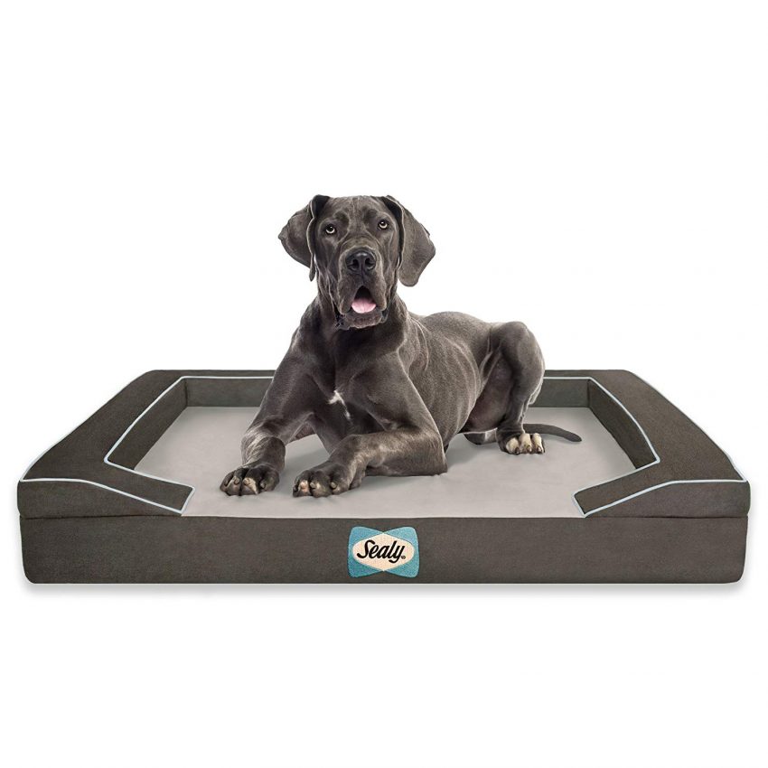 What is the Best Dog Bed for Dogs with Arthritis (with Reviews)